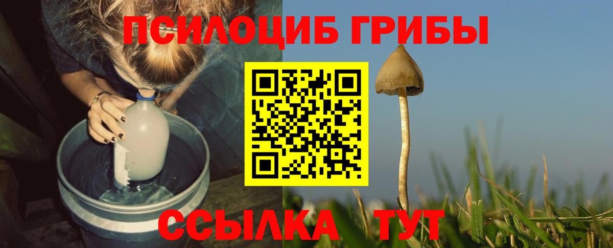 Псилоцибиновые грибы Psilocybe Балашиха